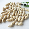 Amendoim Inshell com preço de 1 kg da safra nova